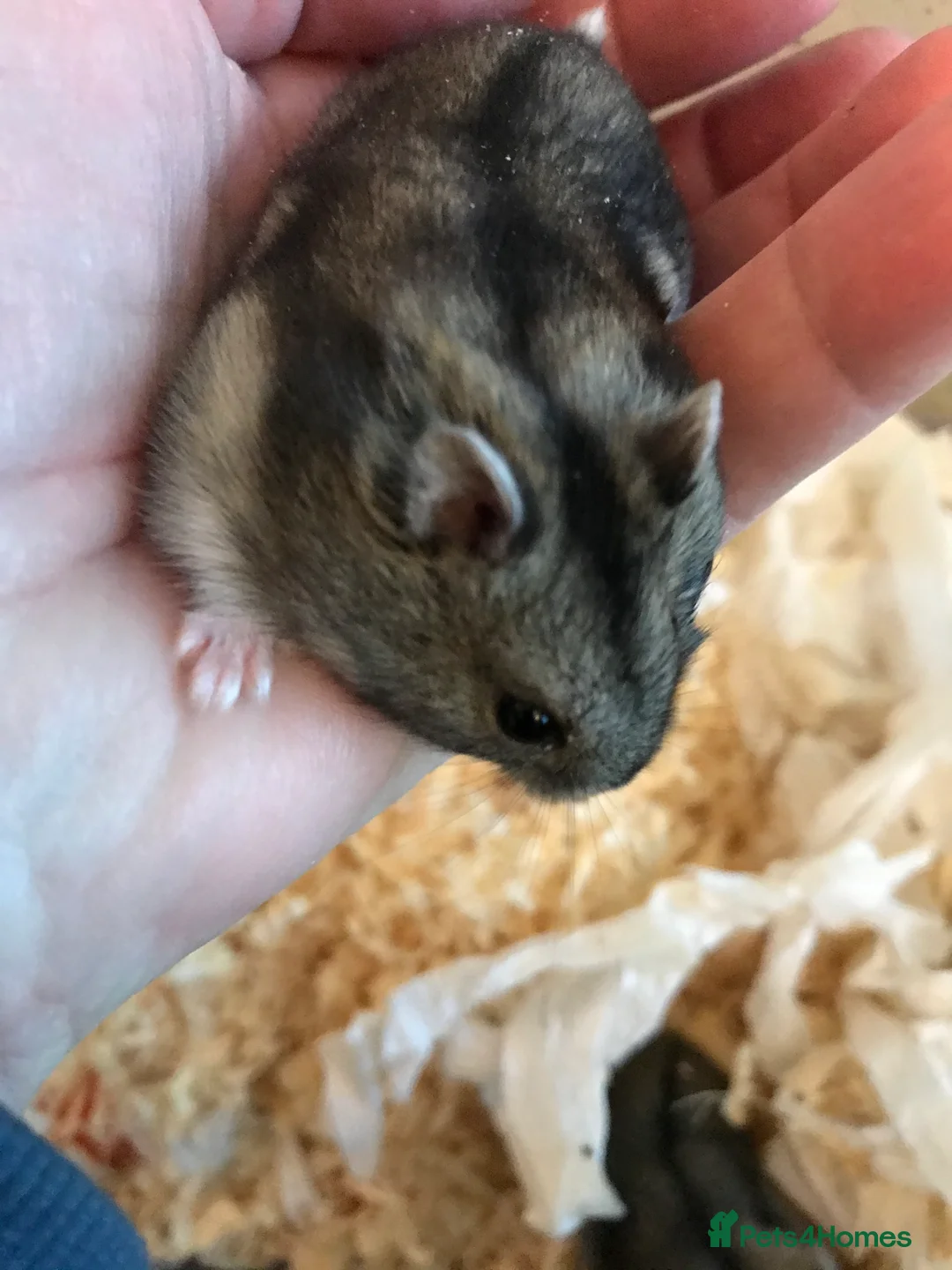 Hamster rodents for sale: Baby Winter White Russian hamsters from show stock - Advert 13