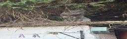 Maine Coon cats for sale: Home reared MaineCoon Pedigree Kittens  - Advert 3