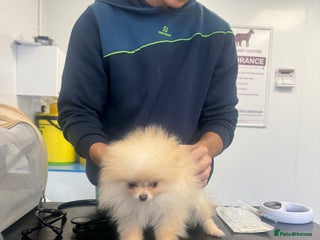 Pomeranian dogs Kc registered teddy bear Pomeranian girl - Advert 9