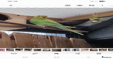 Budgerigars birds - Advert 7