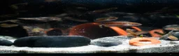Other/Mixed Breed fish for sale: Red Chinese Snakehead - Advert 12