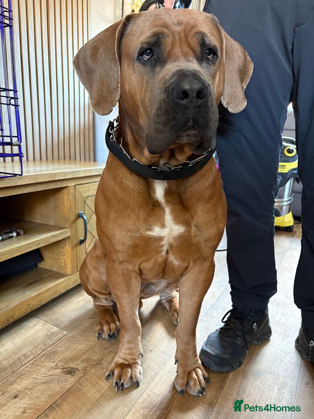 Boerboel dogs for sale: QUALITY NABBR REGISTERED PUPS!  - Advert 14