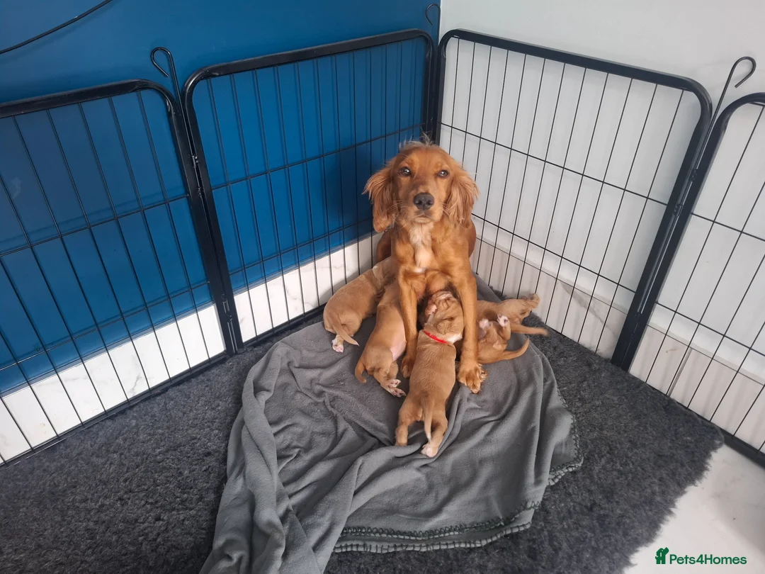 Cocker Spaniel dogs for sale: Cocker spaniel puppies - Advert 2