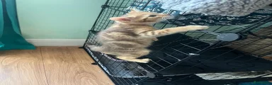 Domestic Shorthair 3