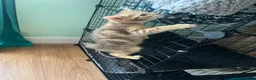 Domestic Shorthair cats for sale: Lovely tabby x kittens - Advert 5