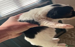 Jack Russell dogs for sale: Poppy - Image 4