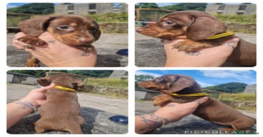 Miniature Dachshund dogs - Advert 4