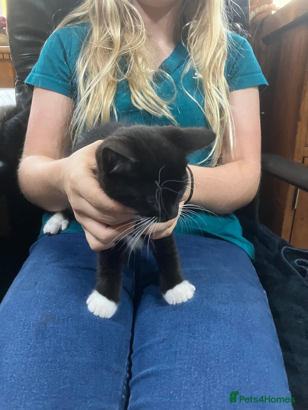 Mixed Breed cats for sale: Affectionate Farm Reared Kittens - Advert 9