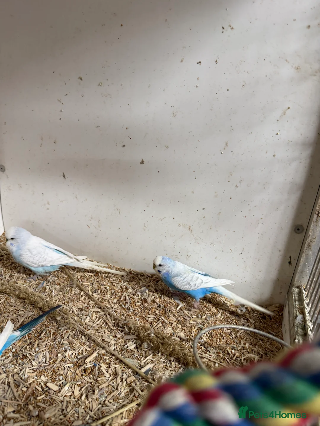 Budgerigars birds for sale:  Variety of budgies - Advert 6