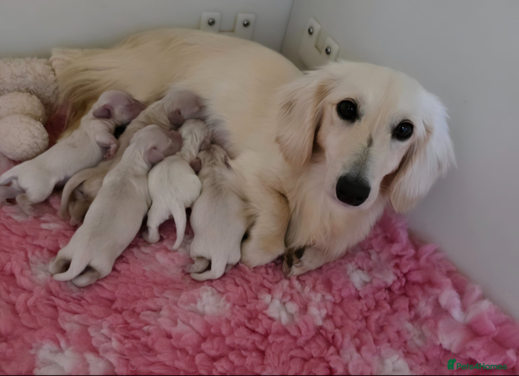 Miniature Dachshund dogs Exceptional KC Clear Cream longcoat puppies - Advert 1