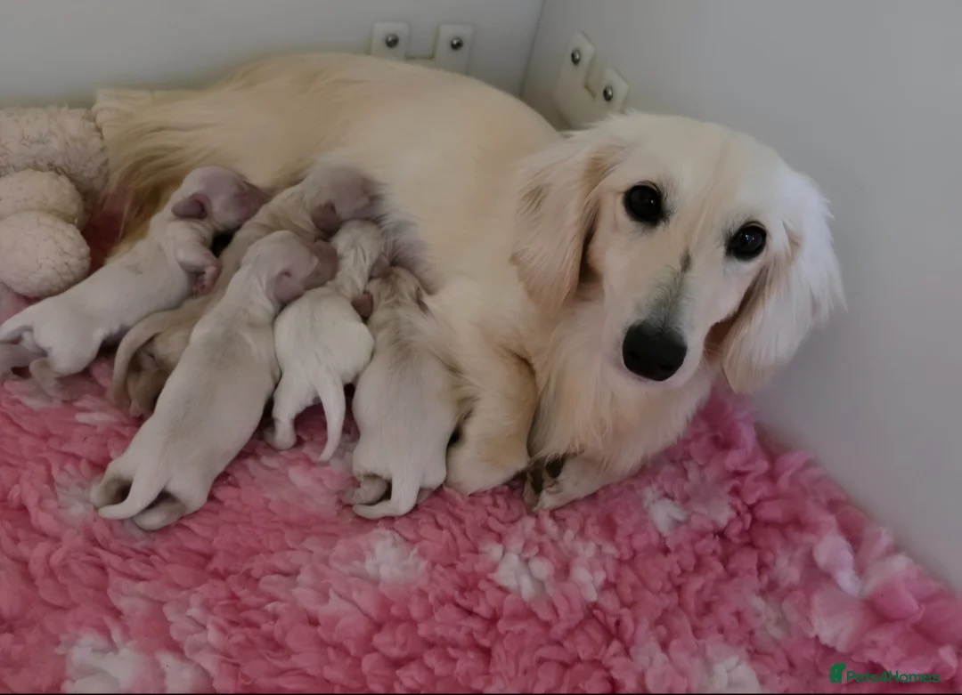 Miniature Dachshund dogs for sale: Exceptional KC Clear Cream longcoat puppies - Advert 1