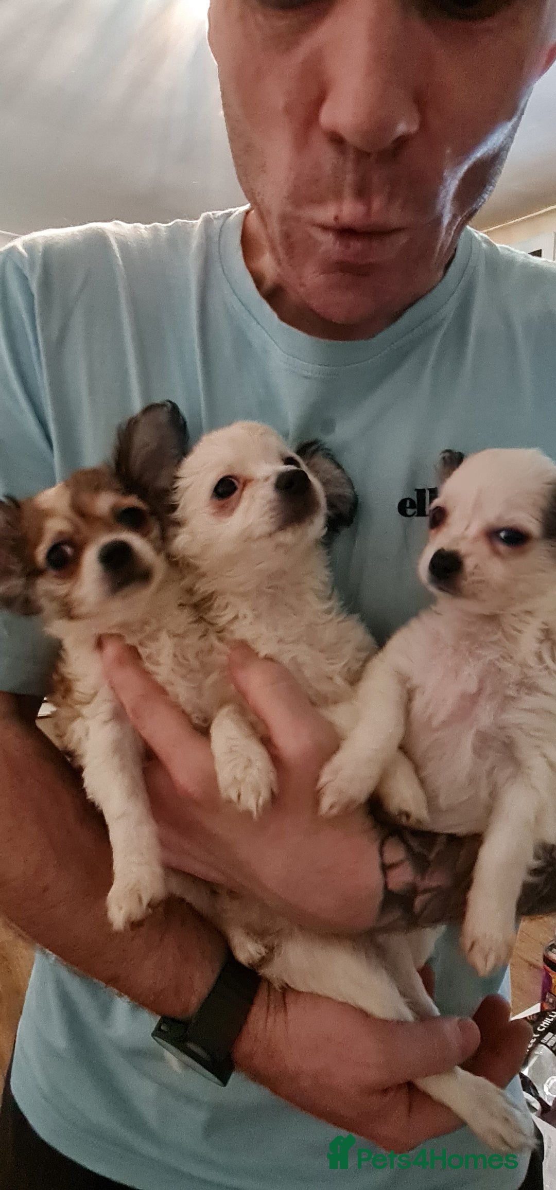Chihuahua dogs for sale: Chihuahua for sale  - Advert 15