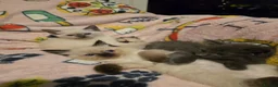 Ragdoll cats for sale: Gorgeous half ragdolls - Advert 6