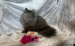 Persian cats for sale: Gentle natured blue Persian kitten (f) - Image 10