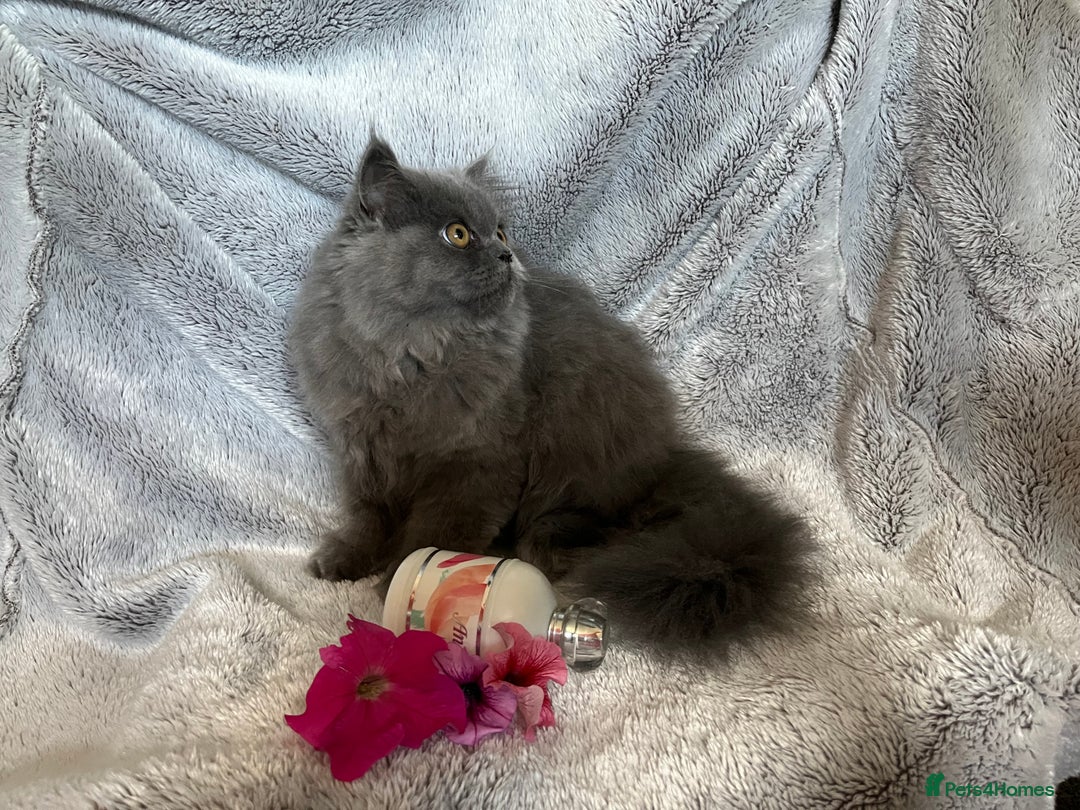 Persian cats for sale: Gentle natured blue Persian kitten (f) - Image 10