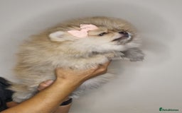 Pomeranian dogs for sale: CHAMPION BLOODLINE 3 female 1 male - Image 27