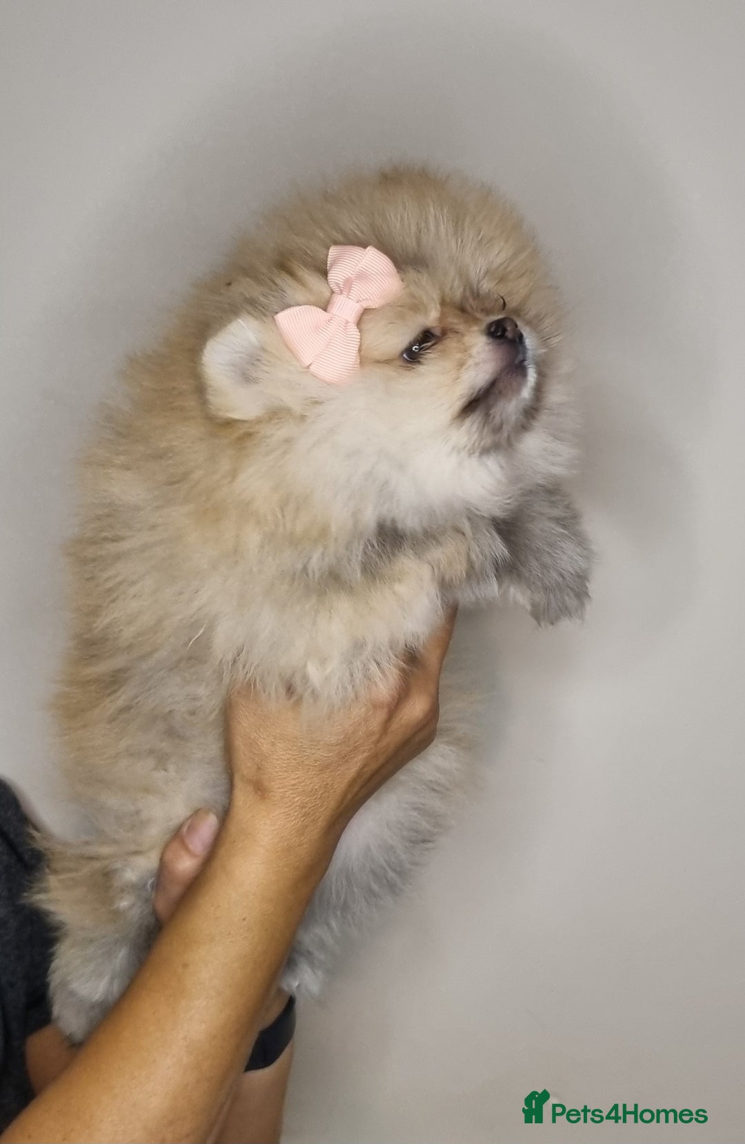 Pomeranian dogs for sale: CHAMPION BLOODLINE 3 female 1 male - Image 27