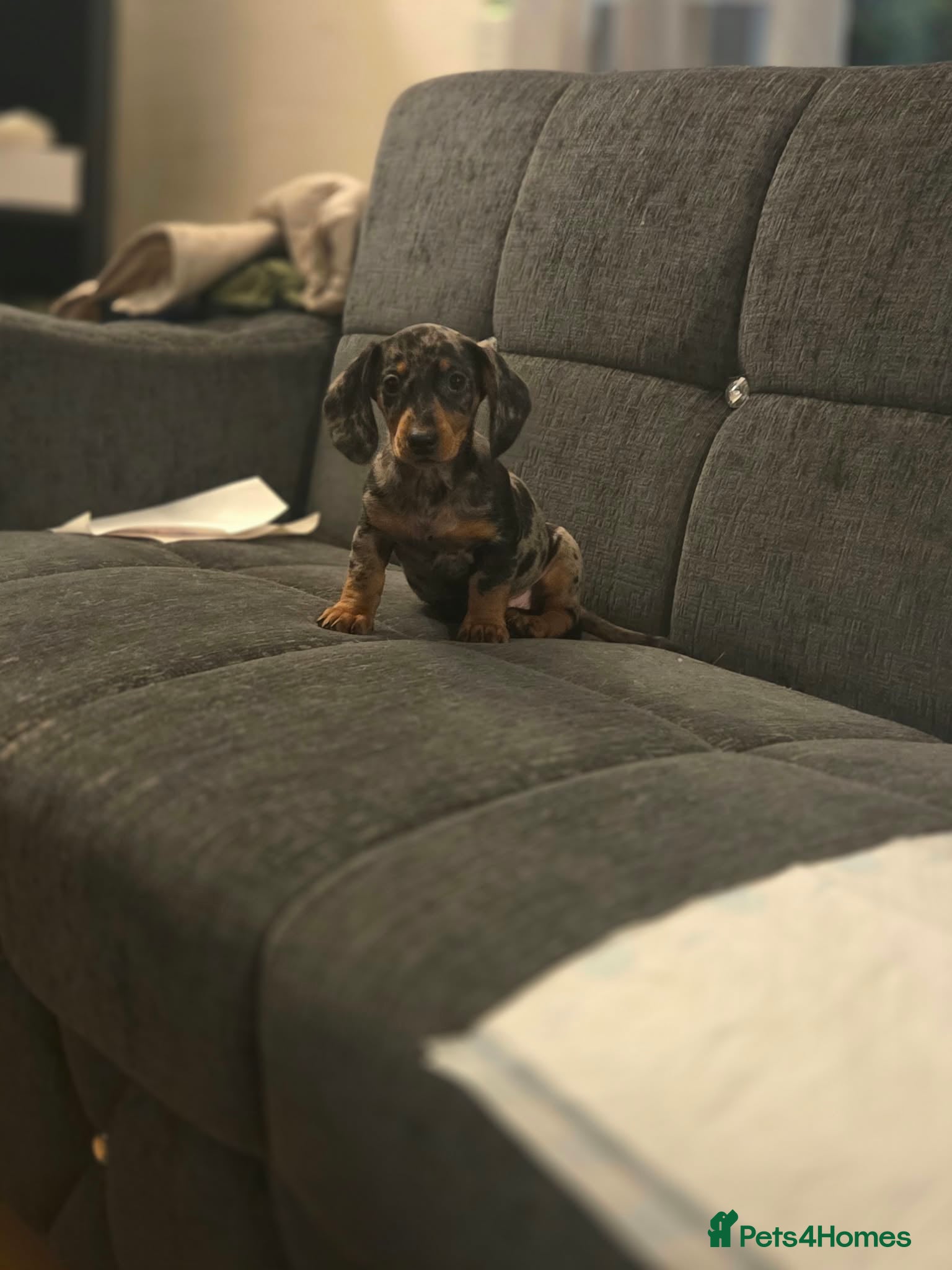 Miniature Dachshund dogs for sale: Gorgeous miniature dachshunds - Advert 2