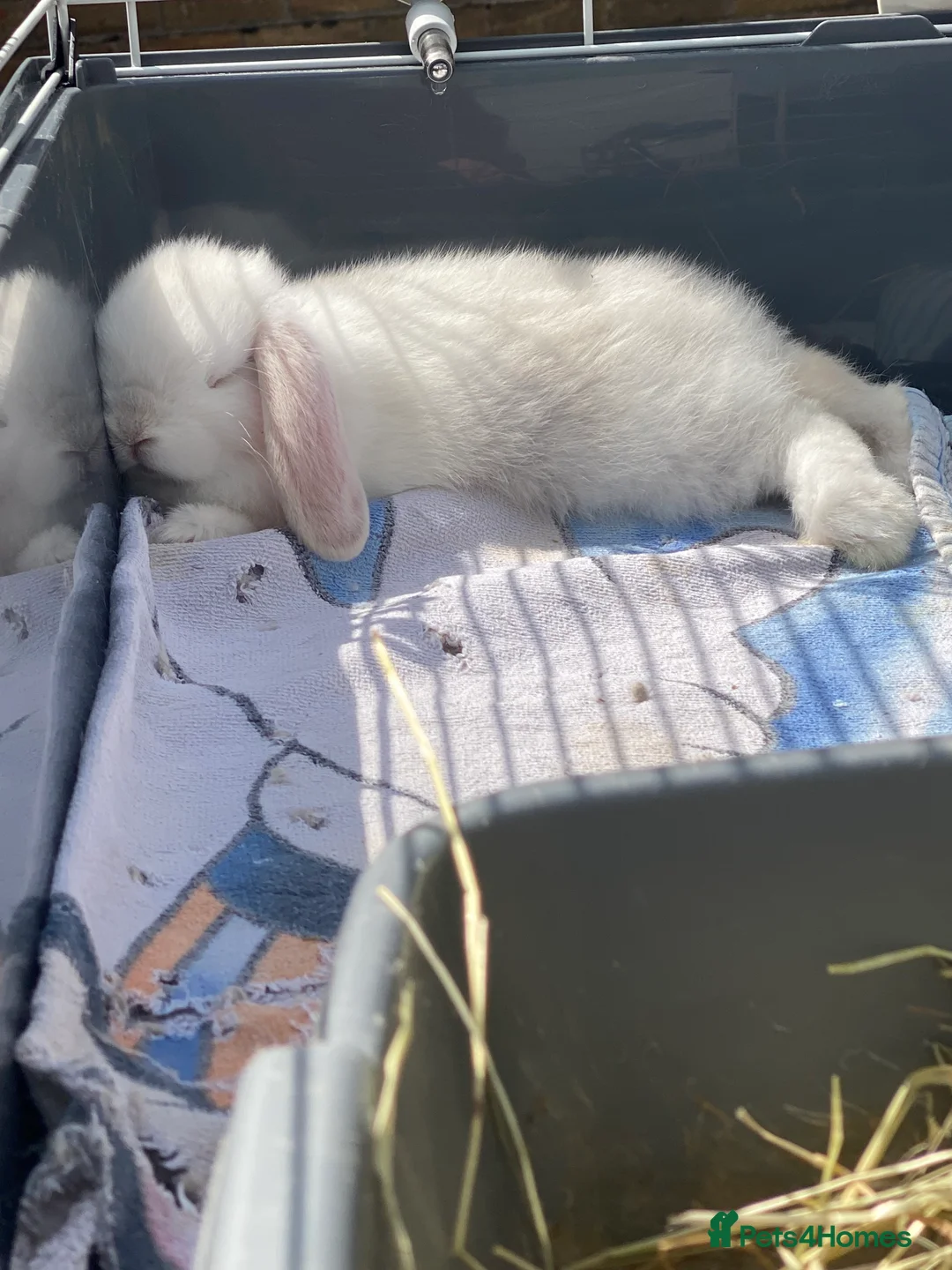 Mini Lop rabbits for sale: Bonded boy rabbits and guinea pigs  - Advert 2