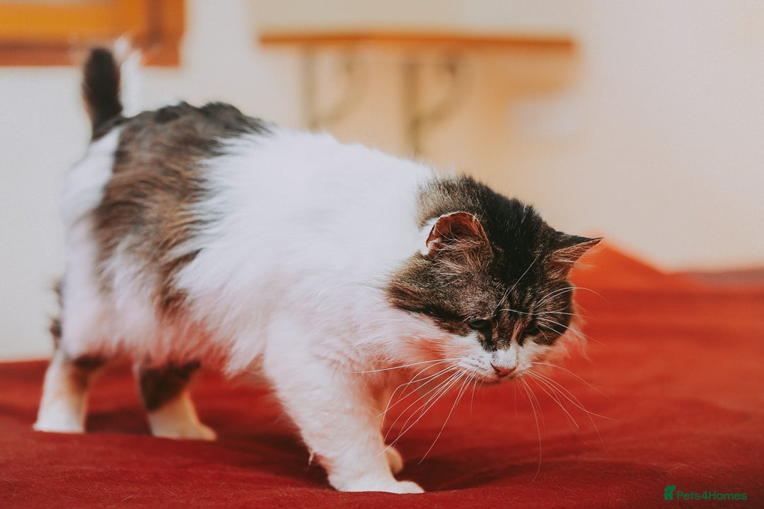 Persian cats for adoption: Teddy, 5 year old, Persian cross - Image 3
