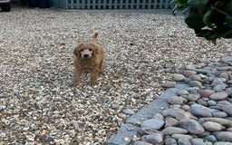 Standard Poodle dogs for sale: Stunning KC Reg Apricot Boy - Image 16