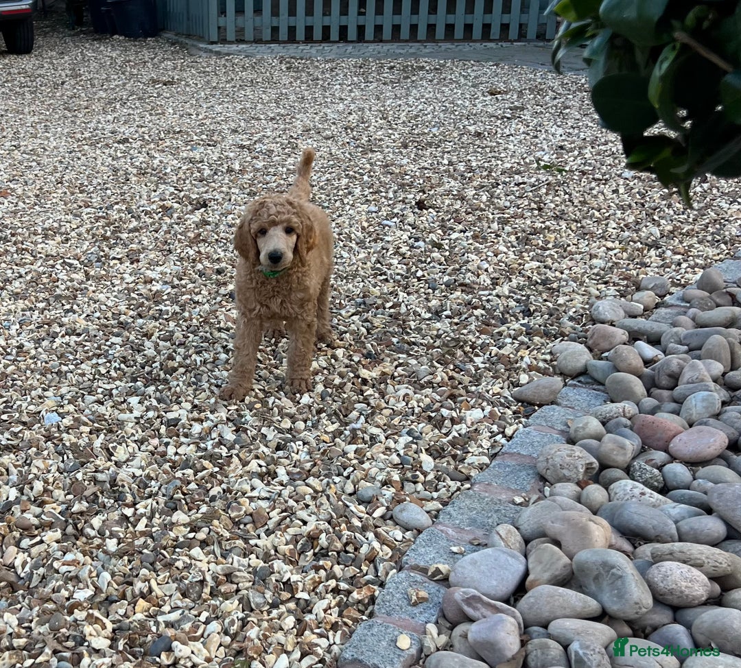 Standard Poodle dogs for sale: Stunning KC Reg Apricot Boy - Image 16
