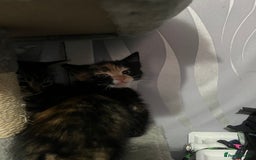 Mixed Breed cats for sale: Kittens for sale  - Image 9