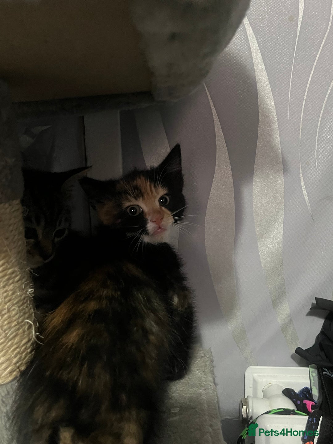 Mixed Breed cats for sale: Kittens for sale  - Image 9