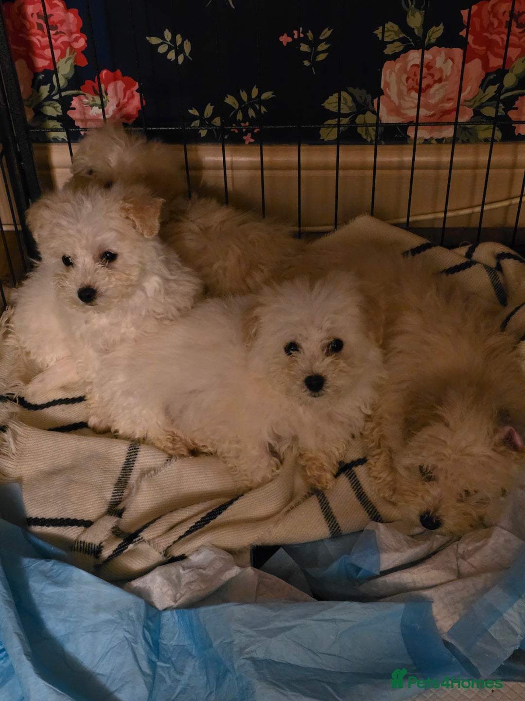 Poochon dogs for sale: Poochon  - Advert 2