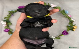 Cavapoo dogs for sale: Fully Health Tested F1 Cavapoo Puppies - 2 Left - Image 5