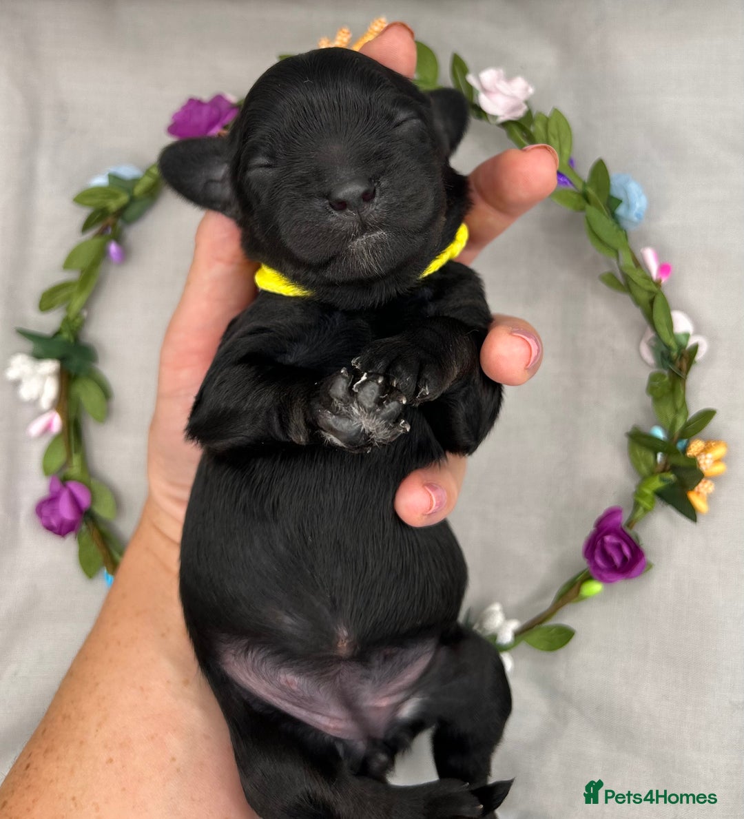 Cavapoo dogs for sale: Fully Health Tested F1 Cavapoo Puppies - 2 Left - Image 5