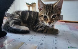 Mixed Breed cats for sale: Few lovely kittens ready for new lovely homes ! - Image 23