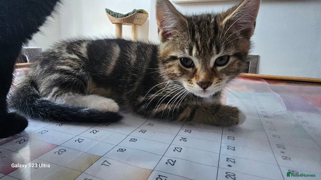 Mixed Breed cats for sale: Few lovely kittens ready for new lovely homes ! - Image 23
