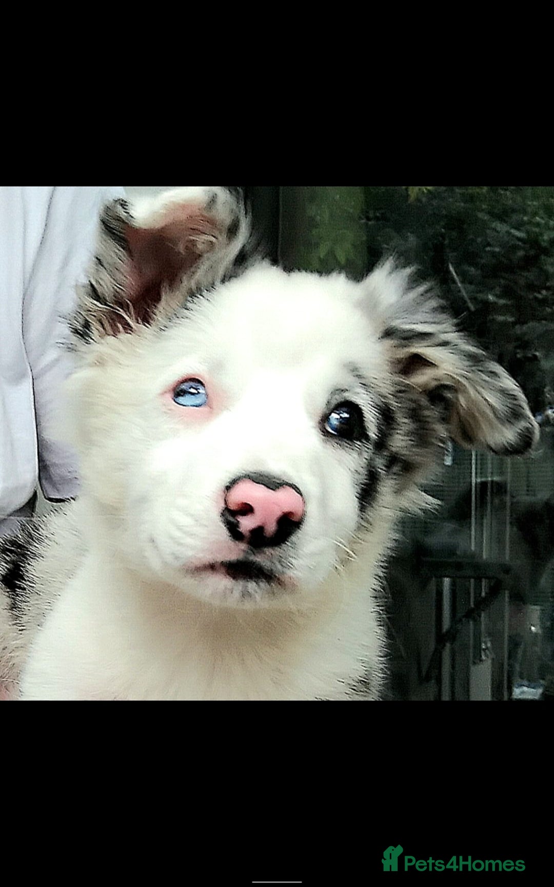 Border Collie dogs for sale: Stunning litter of blue merle border collies - Image 38