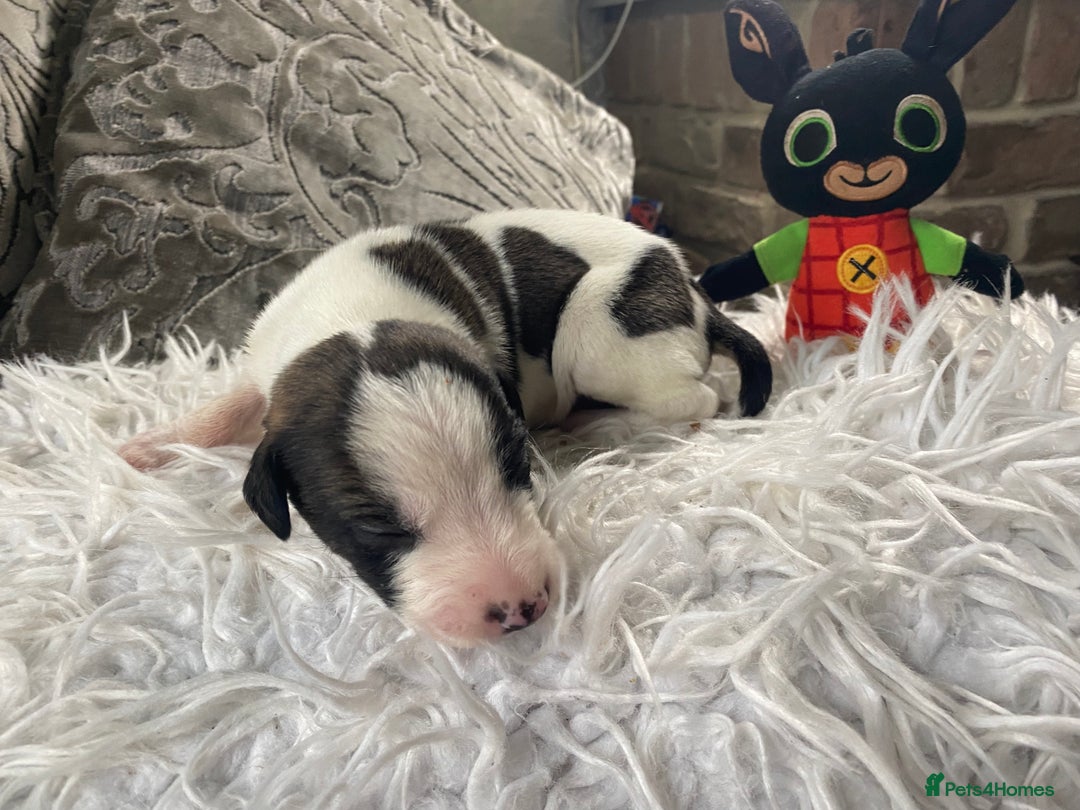 Mixed Breed dogs for sale: Lurcher cross pups  - Advert 4