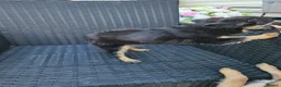 Chihuahua dogs for sale: Looking for Forever Homes  in Sittingbourne - Advert 10