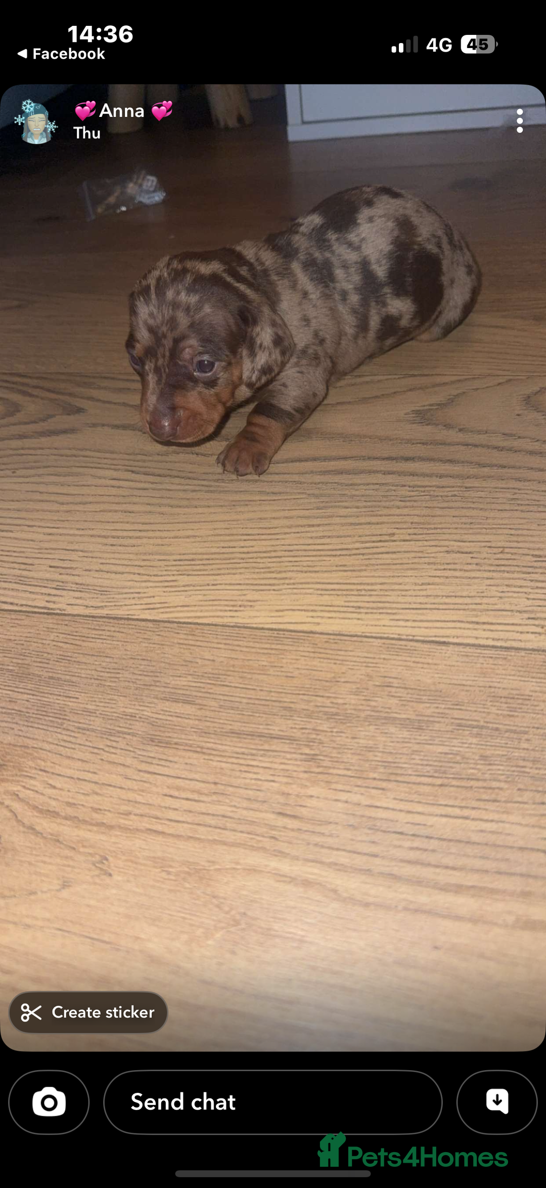 Dachshund dogs for sale: Lovely Dachshunds!  - Advert 8
