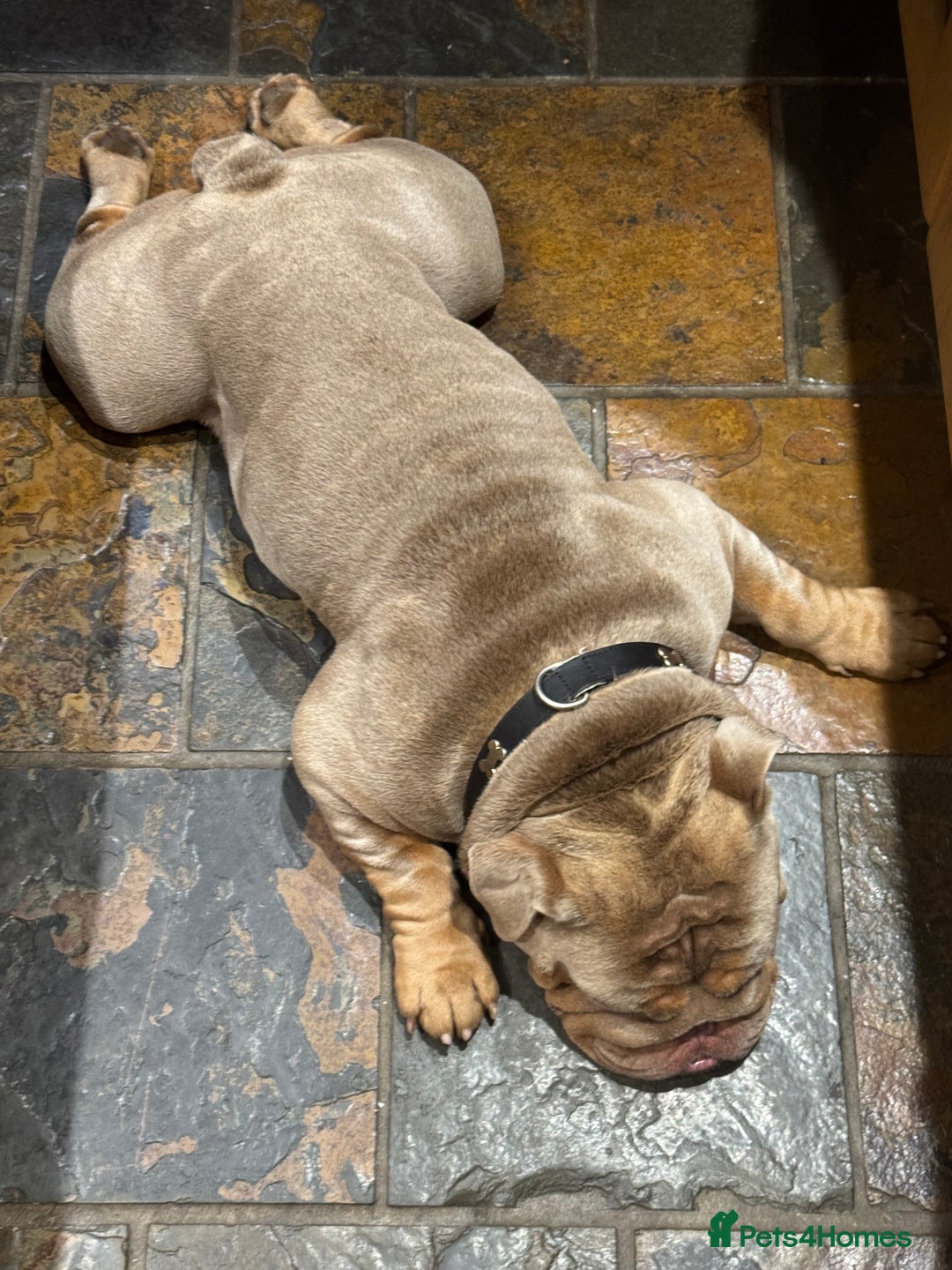 English Bulldog dogs for stud: English Bulldog (Stud) - Advert 17