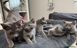Russian Blue cats for stud: Pure Russian Blue Stud Available for Mating in Chessington - Image 12