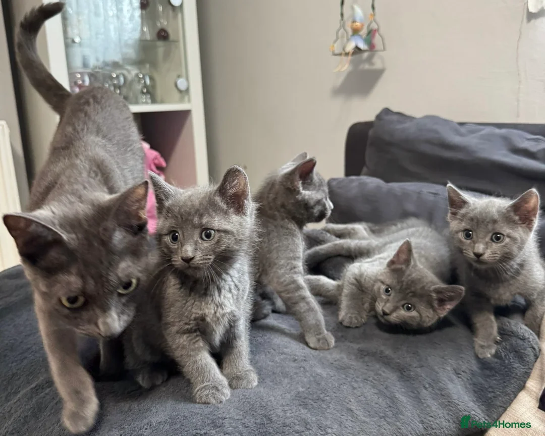 Russian Blue cats for stud: Pure Russian Blue Stud Available for Mating in Chessington - Advert 14