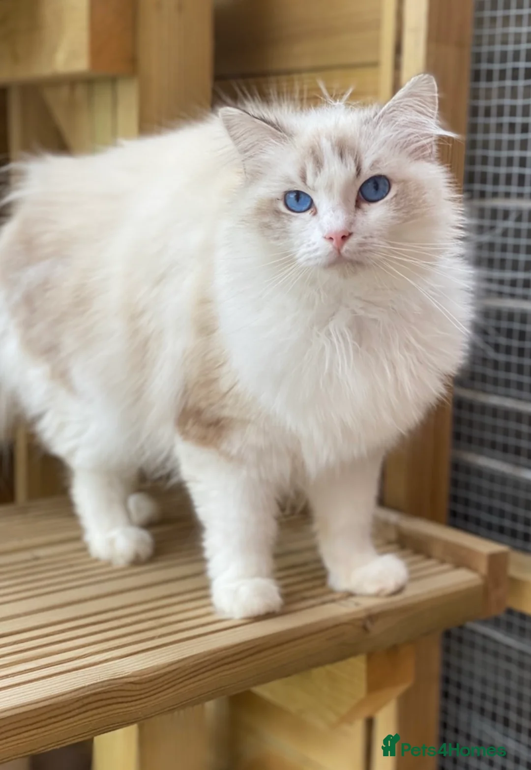 Ragdoll cats for stud: Gccf /tica seal tabby bi stud available  in Nuneaton - Advert 2