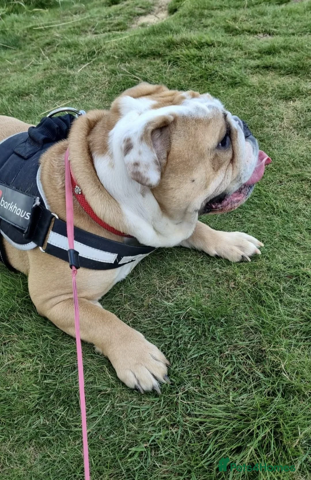 English Bulldog dogs for sale: Meet River our gorgeous 5 year old British Bulldog - Advert 17