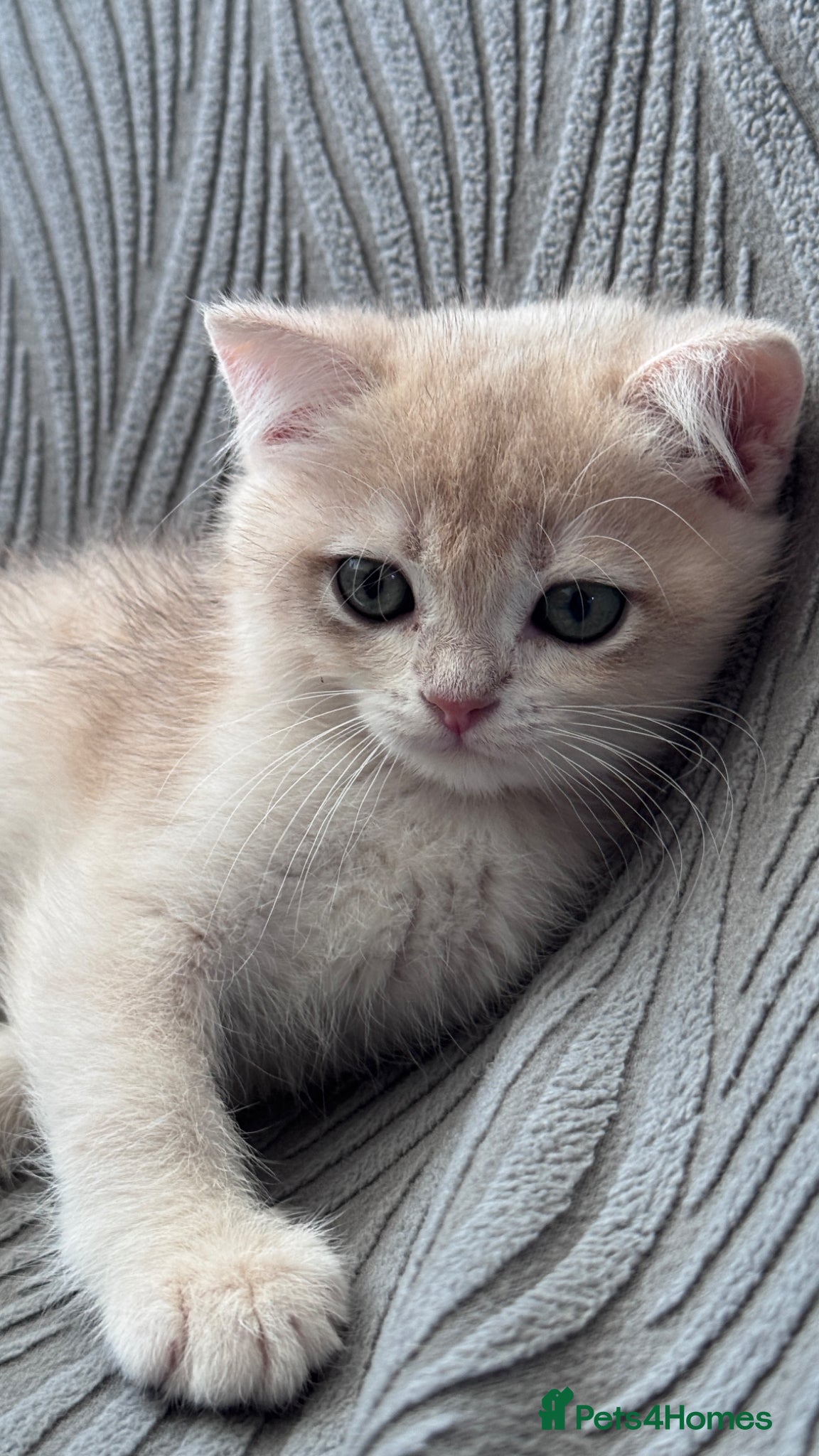British Shorthair cats for sale: ADORABLE GCCF BSH CHOCOLATE GOLD KITTENS  - Advert 2