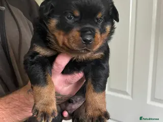 Rottweiler dogs for sale: Kc registerd rottweiler puppies - Advert 1