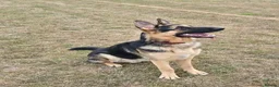 German Shepherd dogs for stud: Straight back stunning B&T Stud - Advert 7