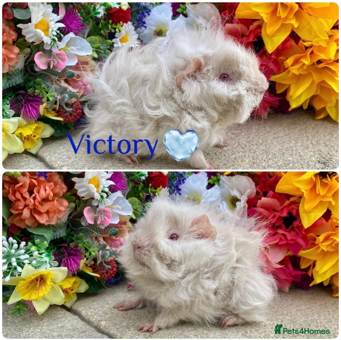 Guinea Pig rodents Pedigree Lunkarya/smooth Guinea pigs ready now  - Advert 2