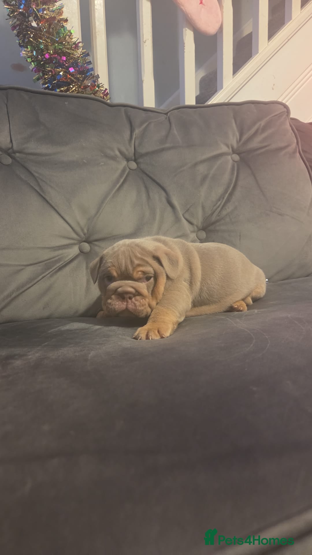 English Bulldog dogs for sale: 4 KC registered English bulldogs  - Advert 5