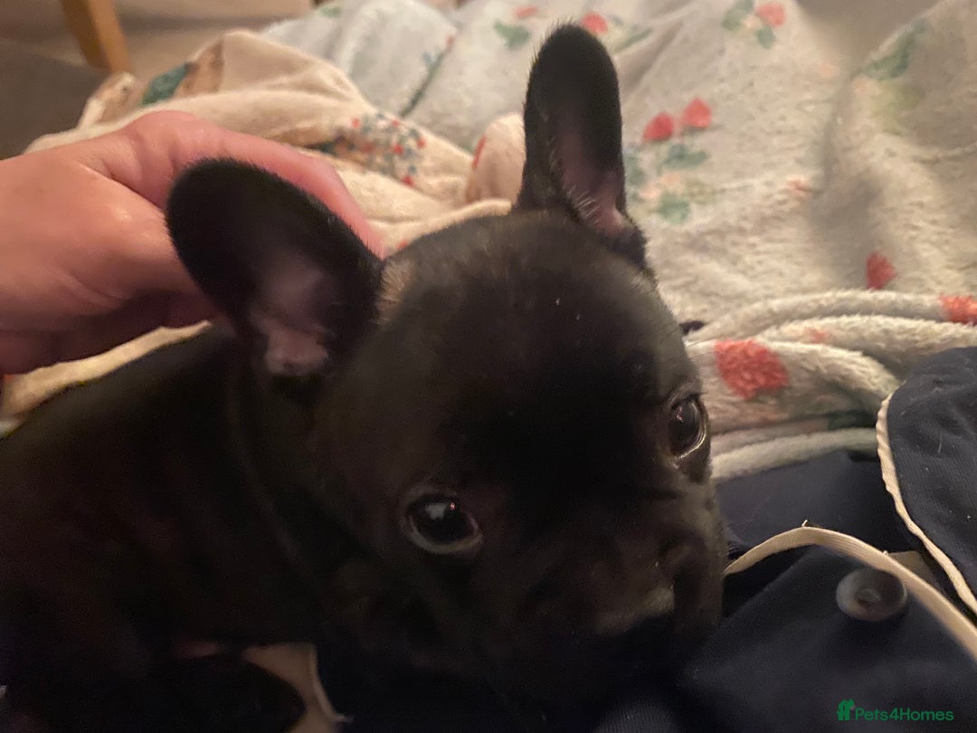 French Bulldog dogs for sale: Adorable male French bulldog puppy ready now - Advert 7