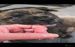 Mixed Breed dogs for sale: Chaffy puppies Chow x Staffy - Advert 17