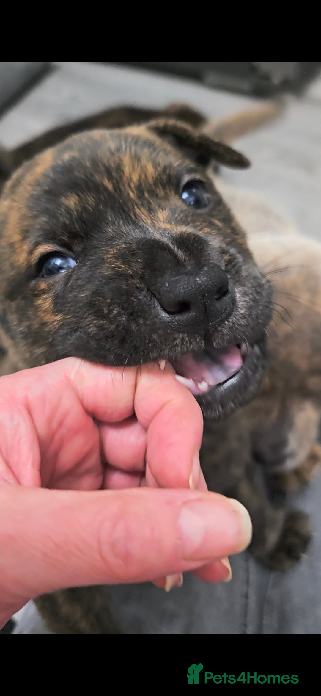 Mixed Breed dogs for sale: Chaffy puppies Chow x Staffy - Advert 17